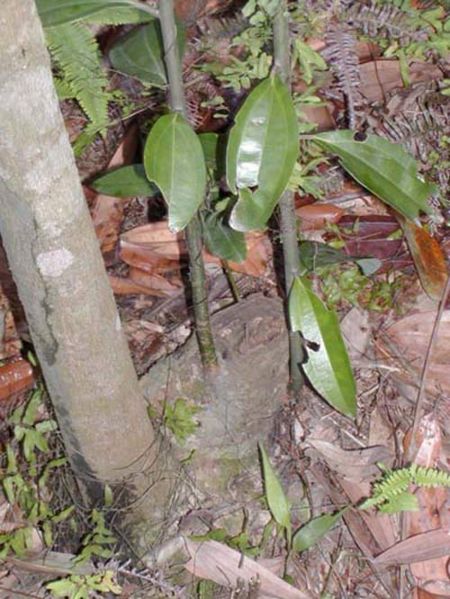 File:Tochimoto-Cinnamon-広南02.jpg
