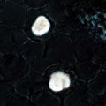 Thumbnail for version as of 22:06, 10 November 2010