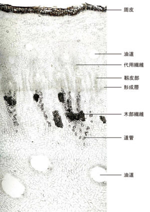 Tochimoto-Cnidium-cmt311.jpg