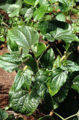 BG-pip01281.jpg