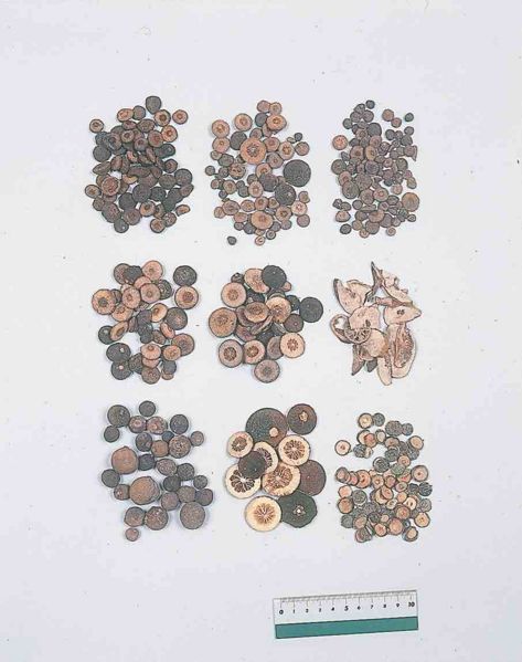 File:Alps:Aurantii Fructus Immaturus.jpg