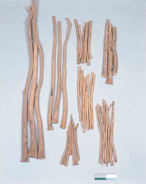 File:Astragali Radix.jpg