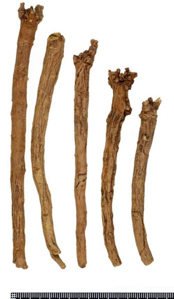 File:Tochimoto-Scutellaria-オウゴン-栽培2年生-03.jpg