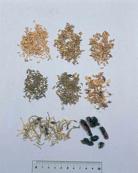File:Alps:Sophorae Flos.jpg