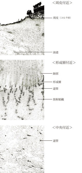 File:Tochimoto-Angelica-cmt351.jpg