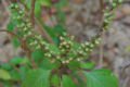 BG-oci04191p.jpg