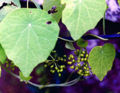 BG-tin05231.jpg