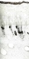Thumbnail for version as of 14:51, 20 February 2011