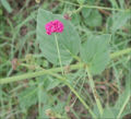 BG-boe17092.jpg
