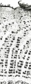 Thumbnail for version as of 12:14, 1 December 2010