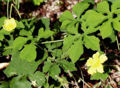 BG-mom17191.jpg